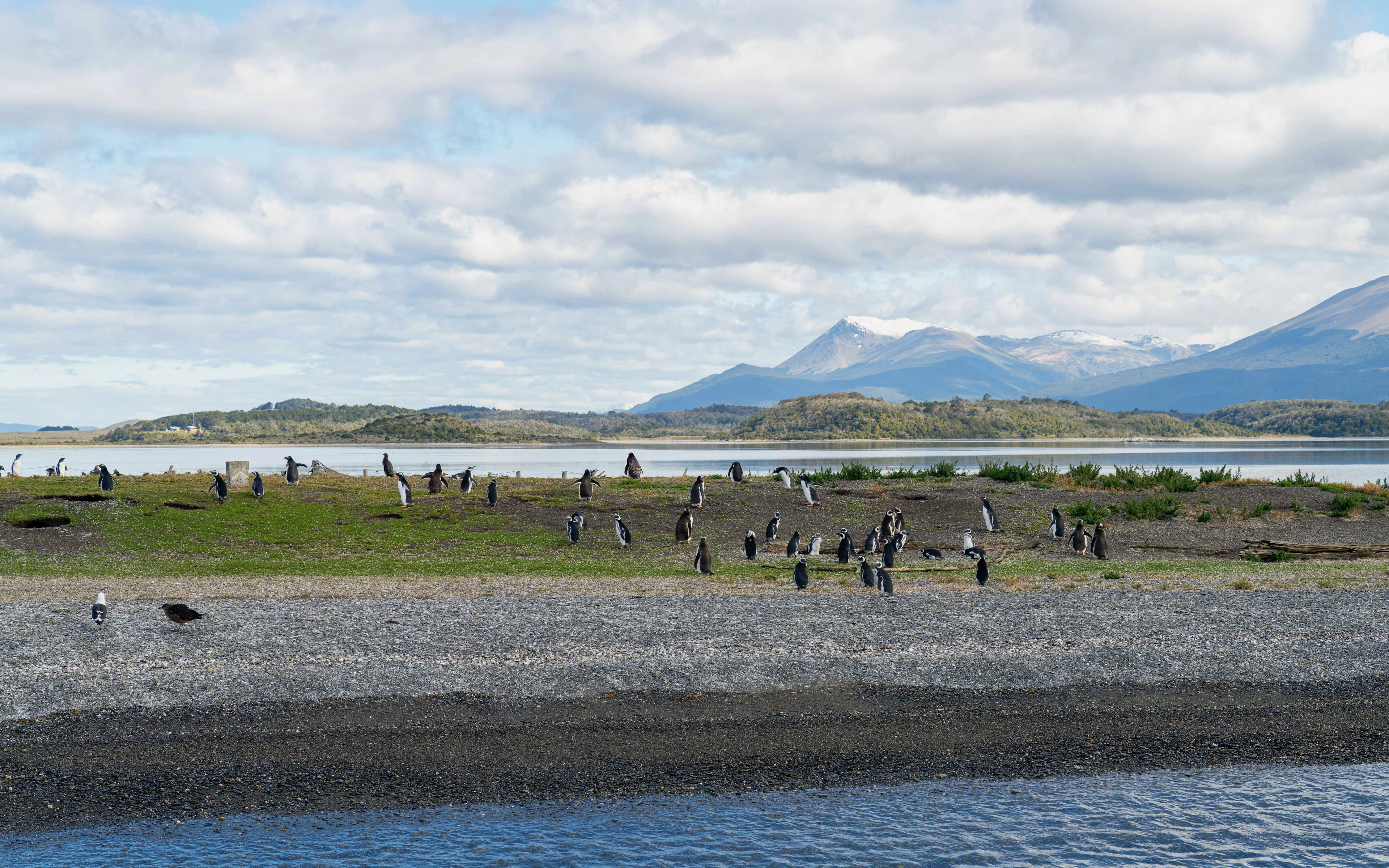 Penguins on Martillo Island in the Beagle Channel, with mountains in the background near Ushuaia, Argentina.