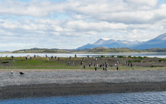 Penguins on Martillo Island in the Beagle Channel, with mountains in the background near Ushuaia, Argentina.
