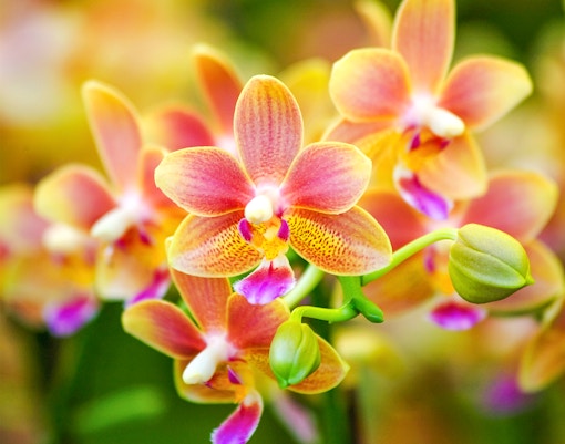 Pink and yellow spotted orchids at New York Botanical Garden.