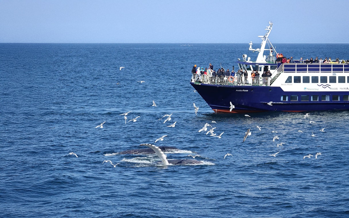 Guests on Reykjavik whale watching cruise observe whale tail near boat.