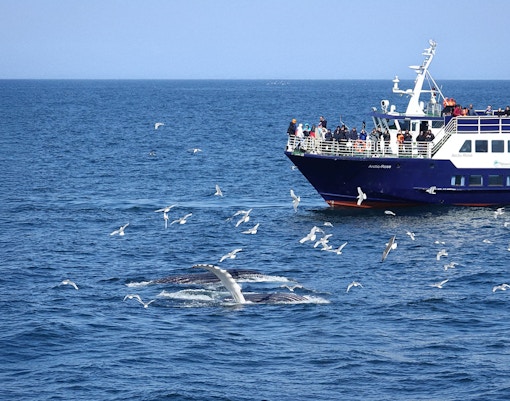 Guests on Reykjavik whale watching cruise observe whale tail near boat.