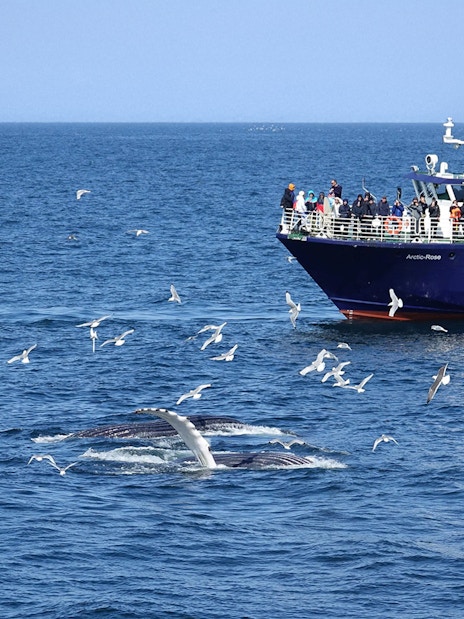 Guests on Reykjavik whale watching cruise observe whale tail near boat.