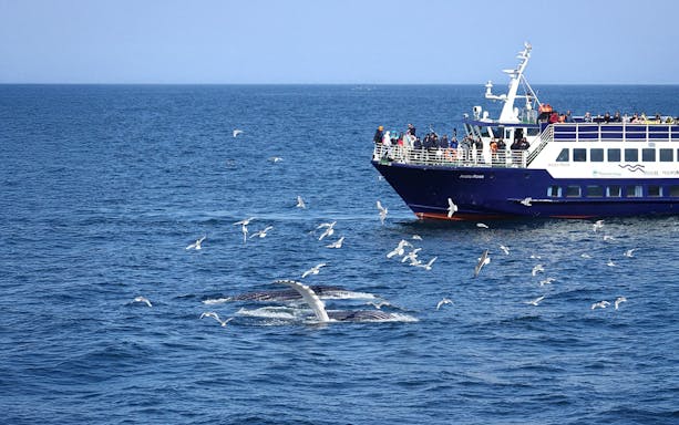 Whale swimming near cruise ship with guests observing in Reykjavik.