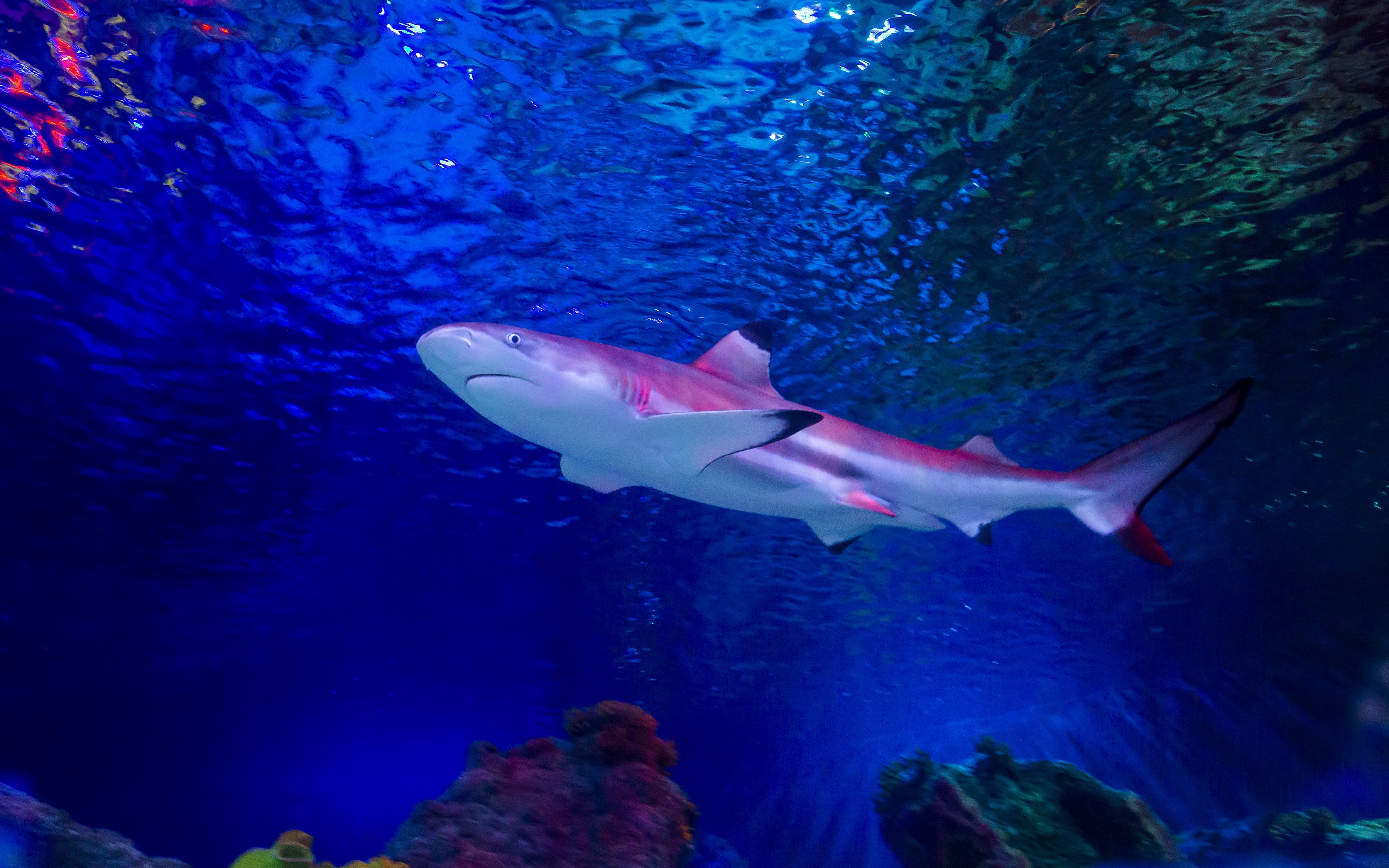 Shark swimming in Sea Life Loch Lomond aquarium.