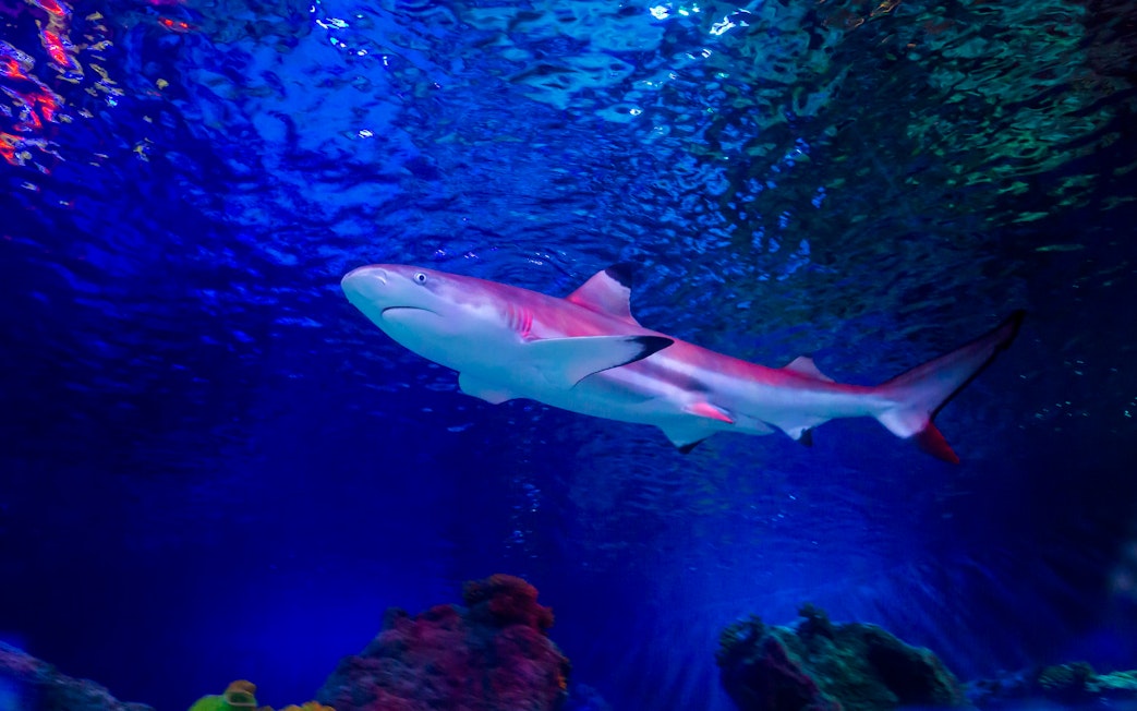 Shark swimming in Sea Life Loch Lomond aquarium.