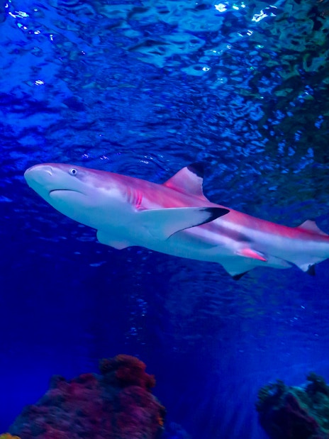 Shark swimming in Sea Life Loch Lomond aquarium.
