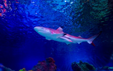 SEA LIFE Loch Lomond Anytime Entry Ticket