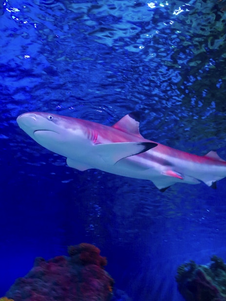 Shark swimming in Sea Life Loch Lomond aquarium.