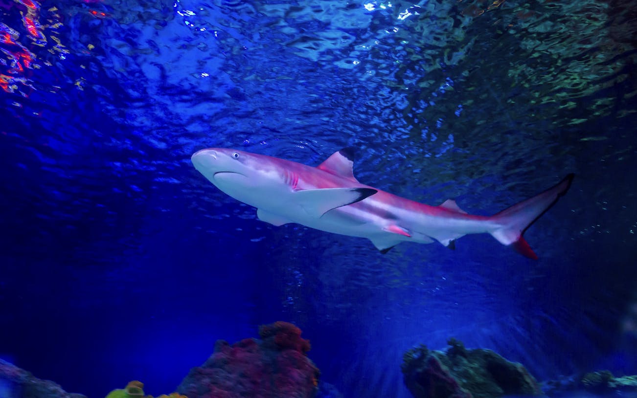 Shark swimming in Sea Life Loch Lomond aquarium.