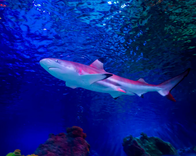 SEA LIFE Loch Lomond Anytime Entry Ticket