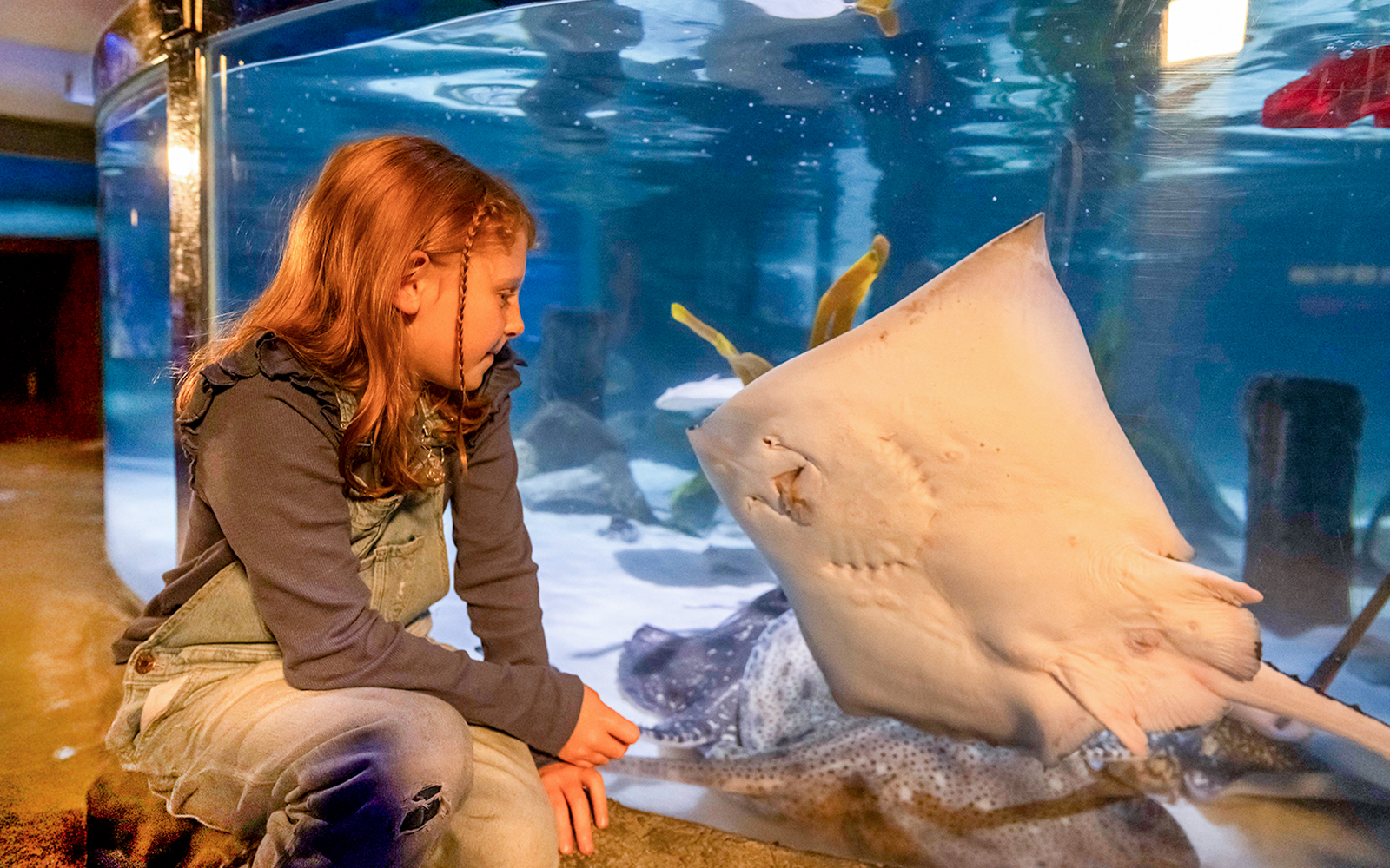 Girl observing stingray on aquarium glass at Sea Life Konstanz.