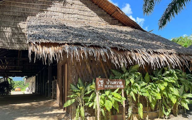 Buffalo house with thatched roof on a traditional Thai farm tour.