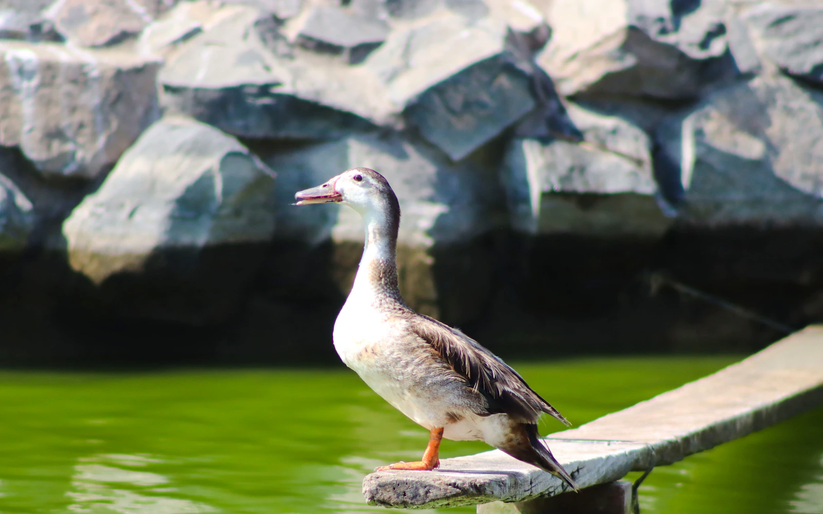 Lima Birdwatching and Urban Parks Guided Tour Image 2