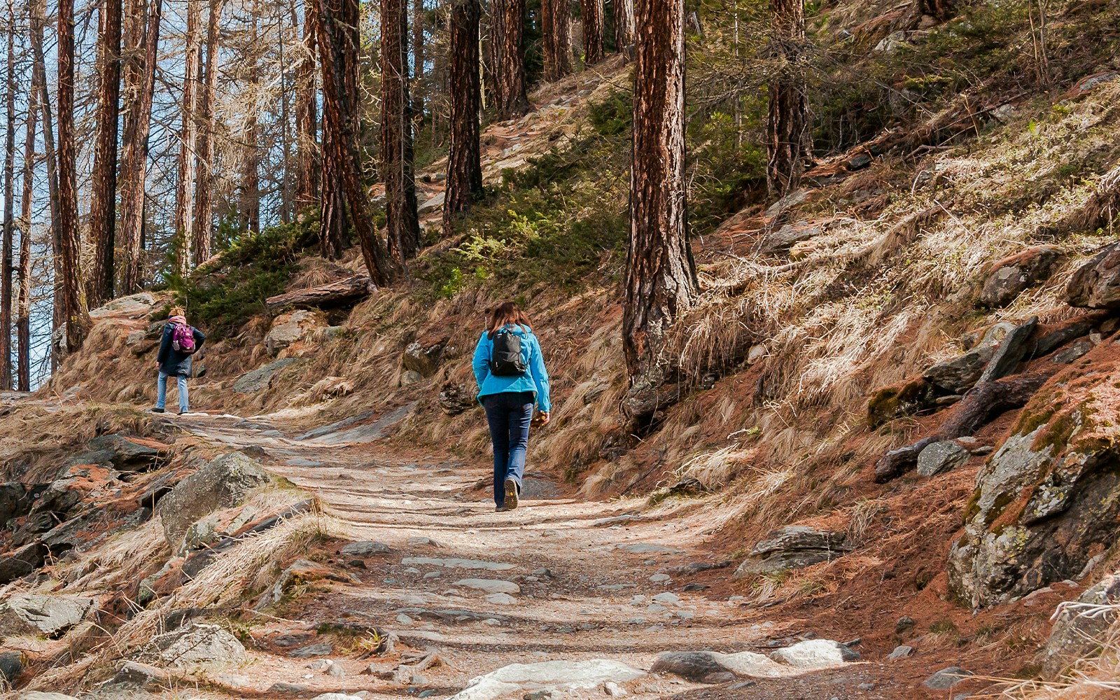 Hikers on a forest trail in Lärchenwald, Zermatt, Switzerland during spring.