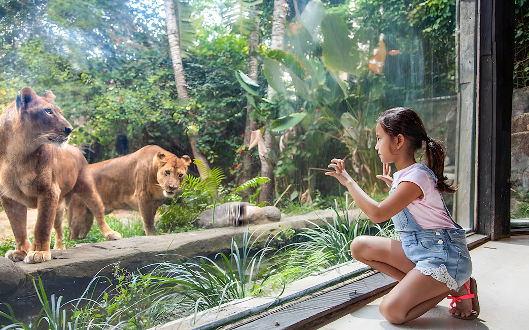 Girl observing lions through glass at Bali Zoo.