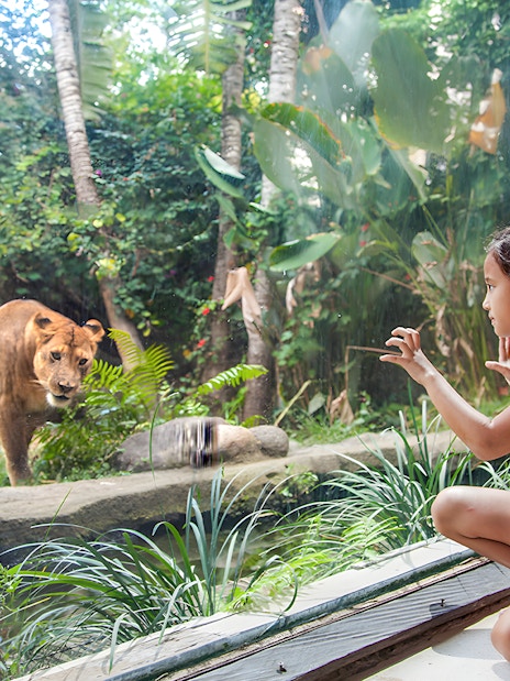 Girl observing lions through glass at Bali Zoo.