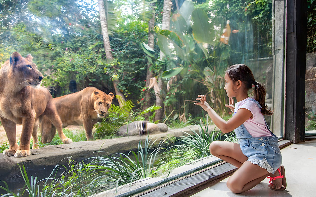 Girl observing lions through glass at Bali Zoo.