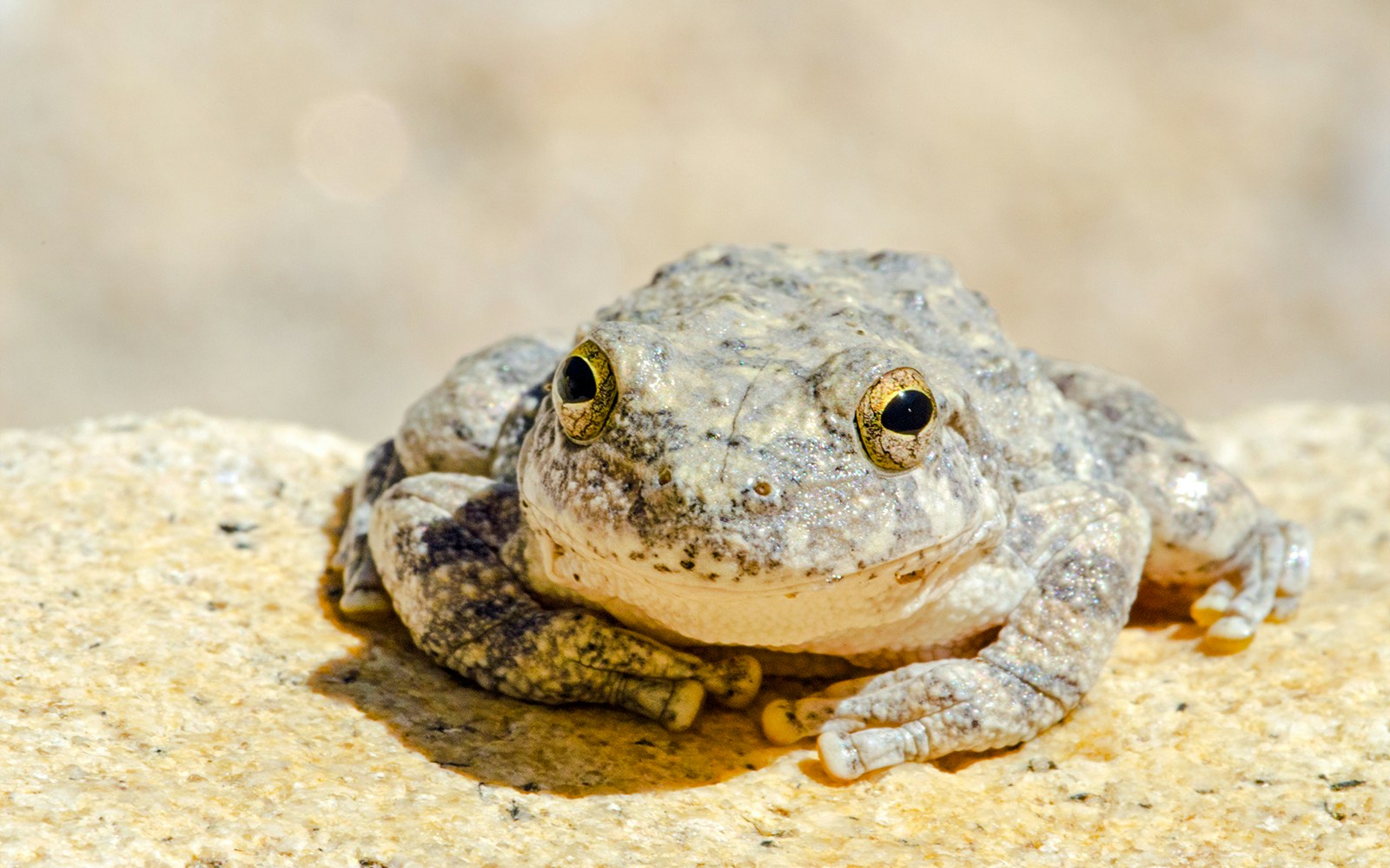 Canyon tree frog