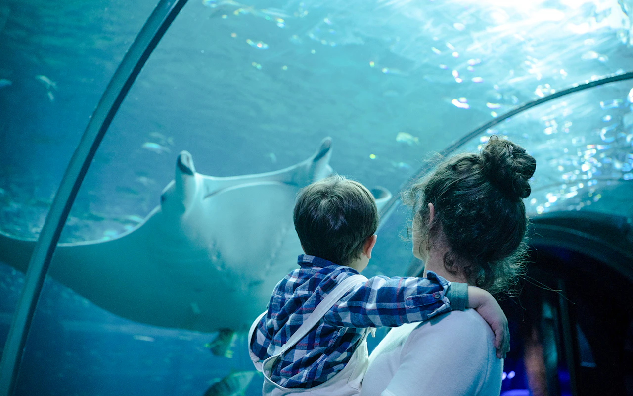Nausicaá - Visite guidée sur le thème des requins au Centre national de la mer — 9