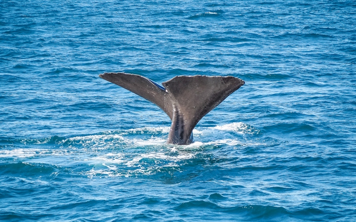 Whale tail emerging from the ocean during Kaikoura whale watch near Christchurch.