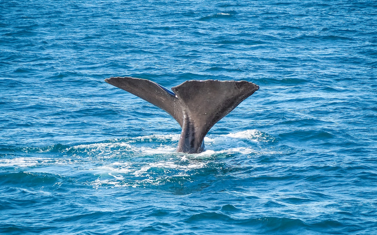 Whale tail emerging from the ocean during Kaikoura whale watch near Christchurch.
