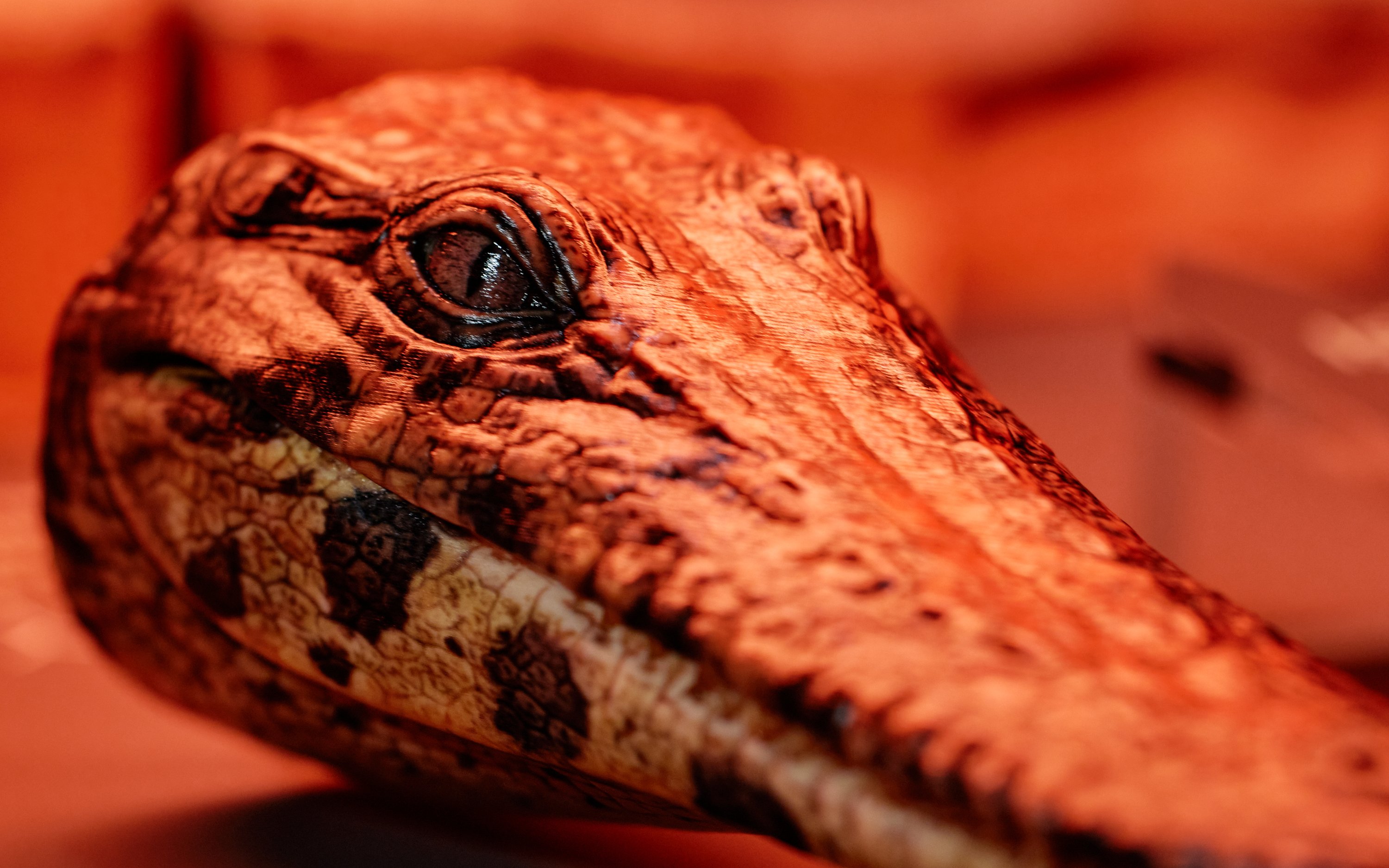 Crocodile head exhibit at Queensland Museum's Croc! Lost Giants to Living Legends.