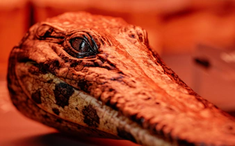 Crocodile head exhibit at Queensland Museum's Croc! Lost Giants to Living Legends.