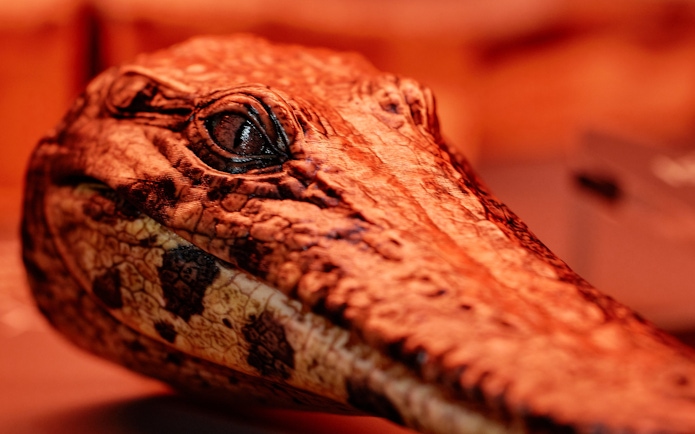 Crocodile head exhibit at Queensland Museum's Croc! Lost Giants to Living Legends.