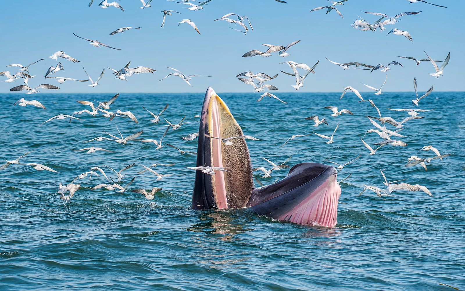 Bryde's whale feeding among seagulls in the ocean near Tenerife.