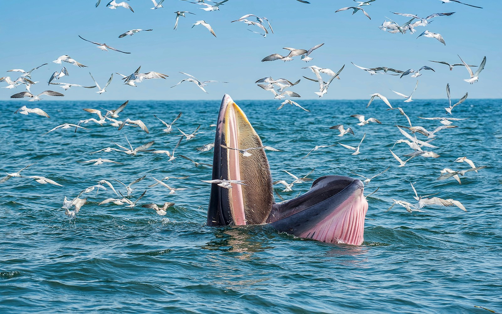 Bryde's whale feeding among seagulls in the ocean near Tenerife.