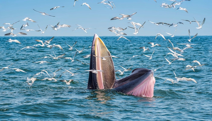 Bryde's whale feeding among seagulls in the ocean near Tenerife.