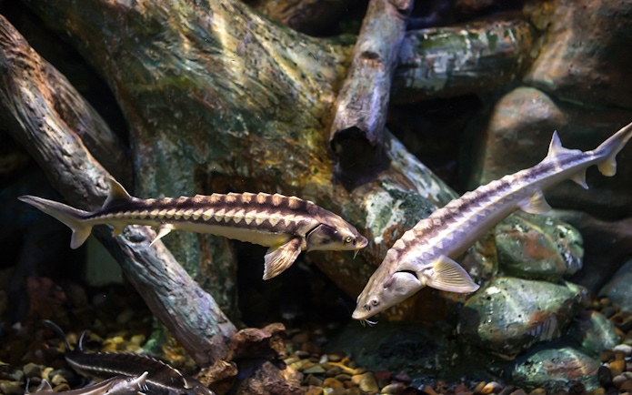 Sturgeon fish swimming in Aquarium de Paris exhibit.