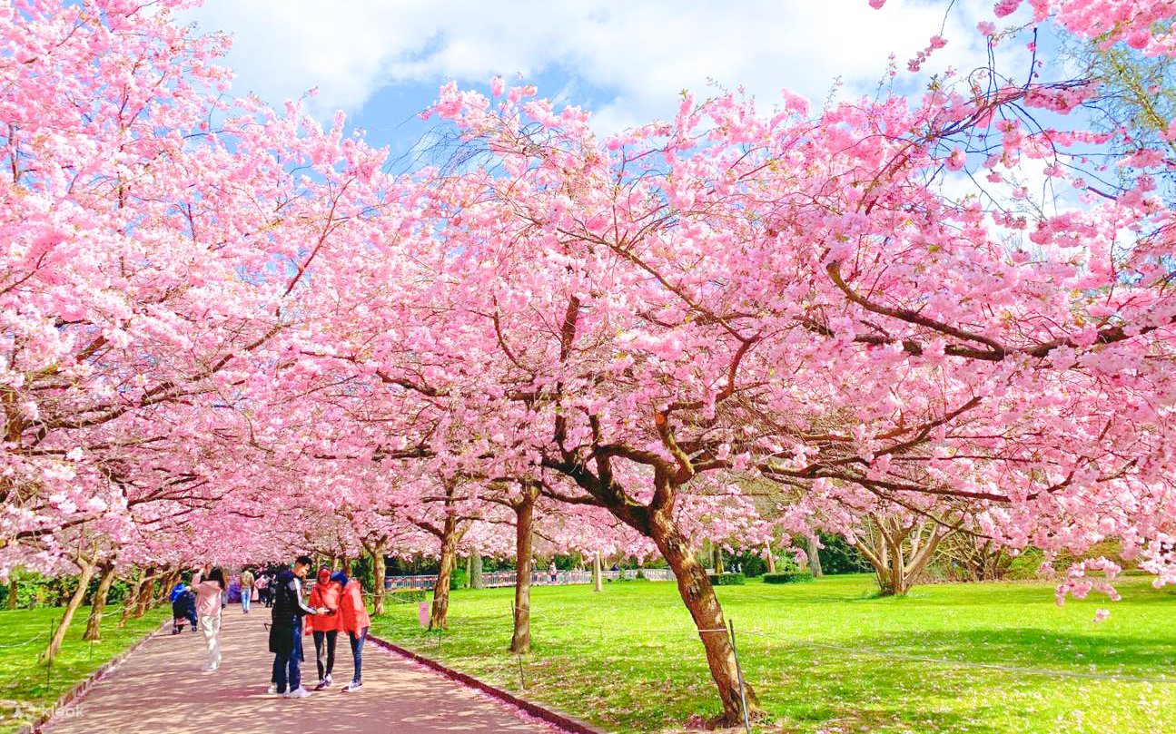 Cherry blossom trees in full bloom along a park path during spring.