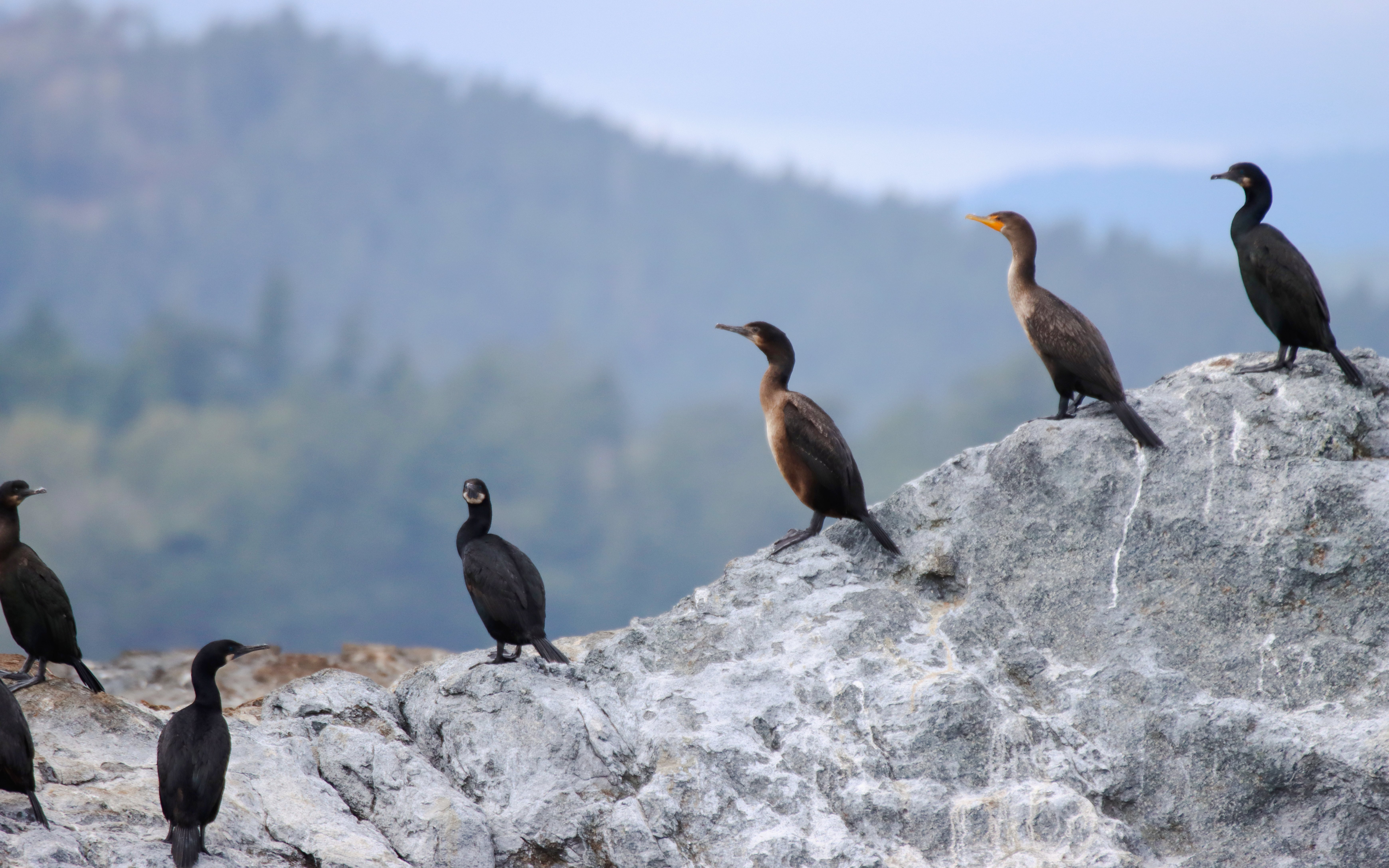 Cormorants perched on rocks during a Vancouver whale watching tour.