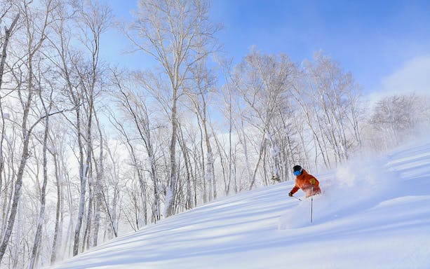 Skier descending snowy slope in Rusutsu, Japan, surrounded by bare trees.
