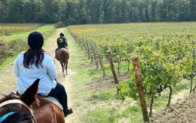 Horseback riders on a trail through vineyards in Chianti countryside, Tuscany.