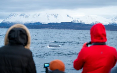 Whale watching in icy waters with snowy mountains in the background.