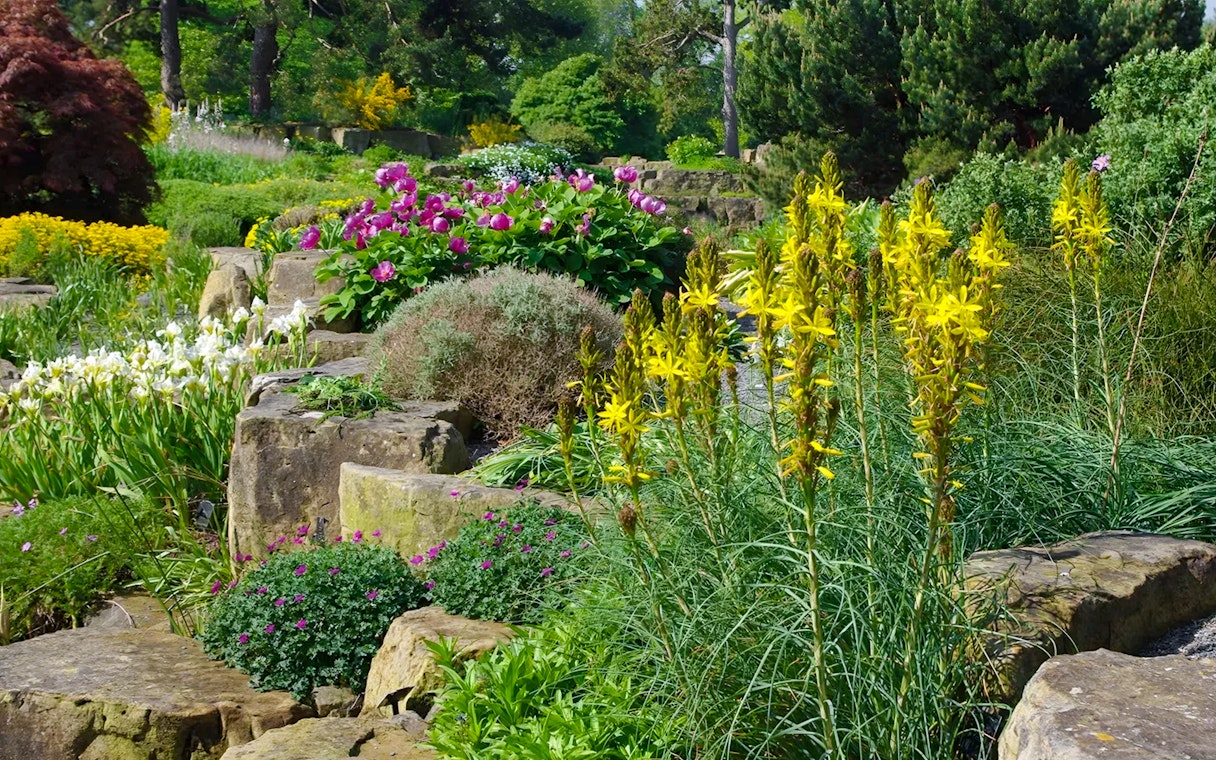 Plants in the rock garden at Kew Gardens with yellow and pink flowers.