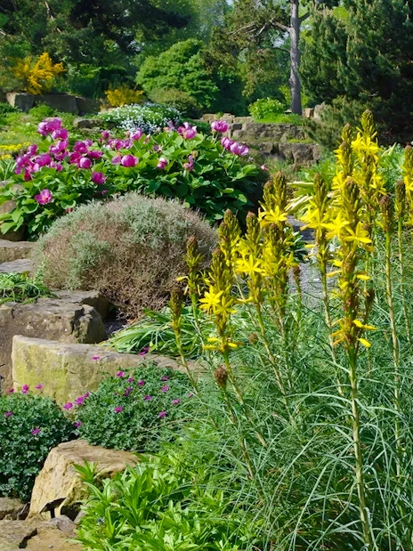 Plants in the rock garden at Kew Gardens with yellow and pink flowers.