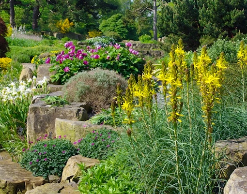 Rock garden with diverse plants at Kew Gardens, London.