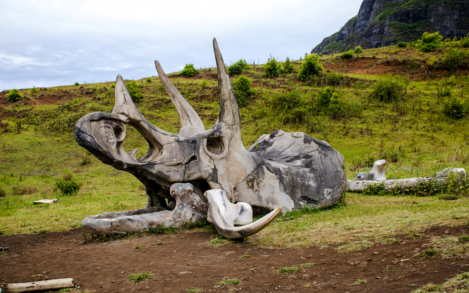 Dinosaur skull replica at Kualoa Ranch, Hawaii, part of the Jurassic Adventure Tour.