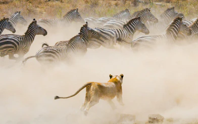 Lioness chasing zebras in Maasai Mara National Park, Kenya.