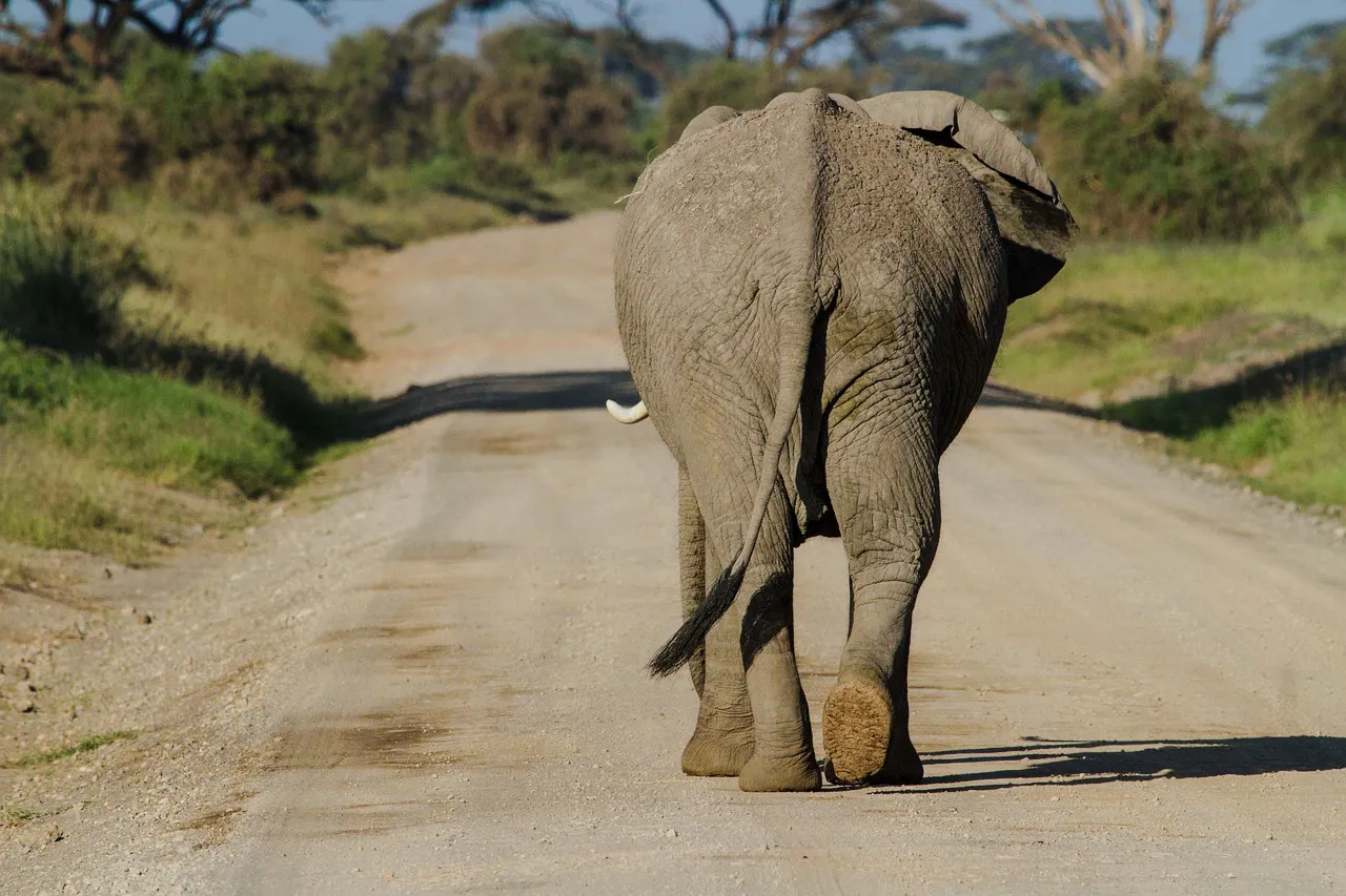 Elephant walking on a dirt road in Amboseli National Park, Kenya.
