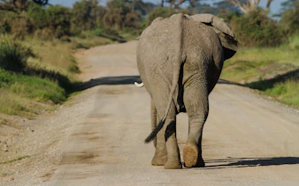 Elephant walking on a dirt road in Amboseli National Park, Kenya.