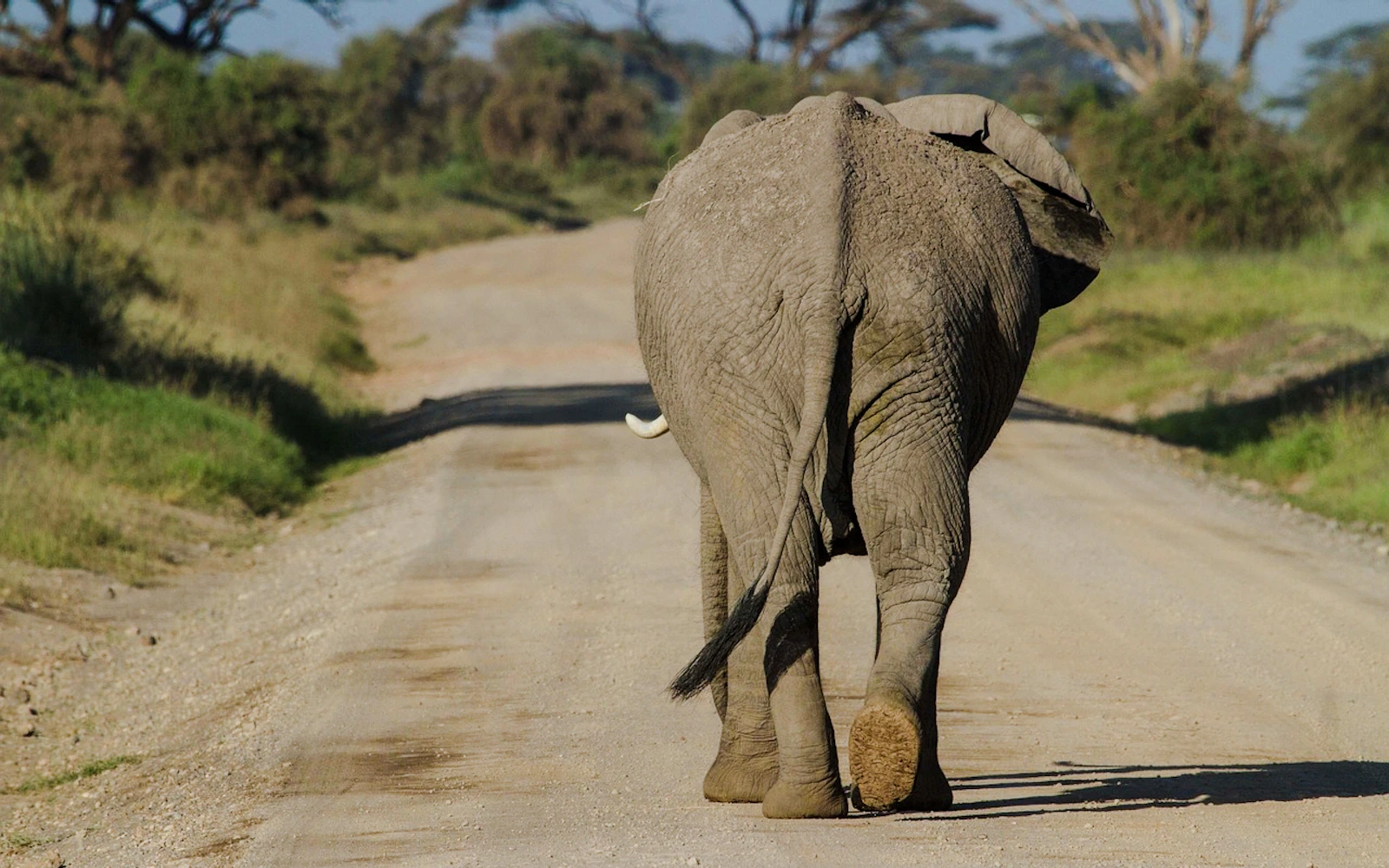 From Nairobi: Amboseli National Park Day Safari With Maasai Village Visit (Product 56403)