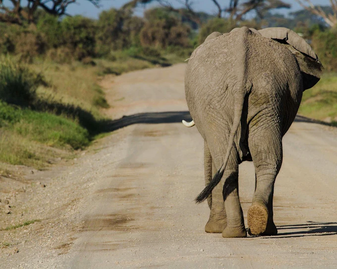From Nairobi: Amboseli National Park Day Safari With Maasai Village Visit (Product 56403)