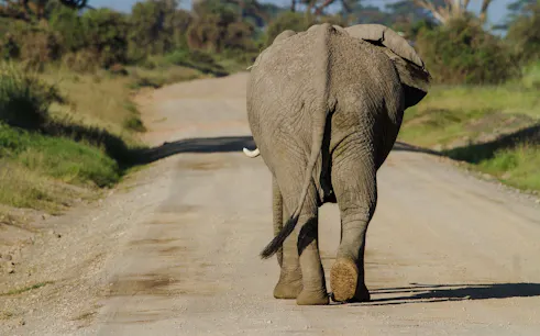 Elephant walking on a dirt road in Amboseli National Park, Kenya.