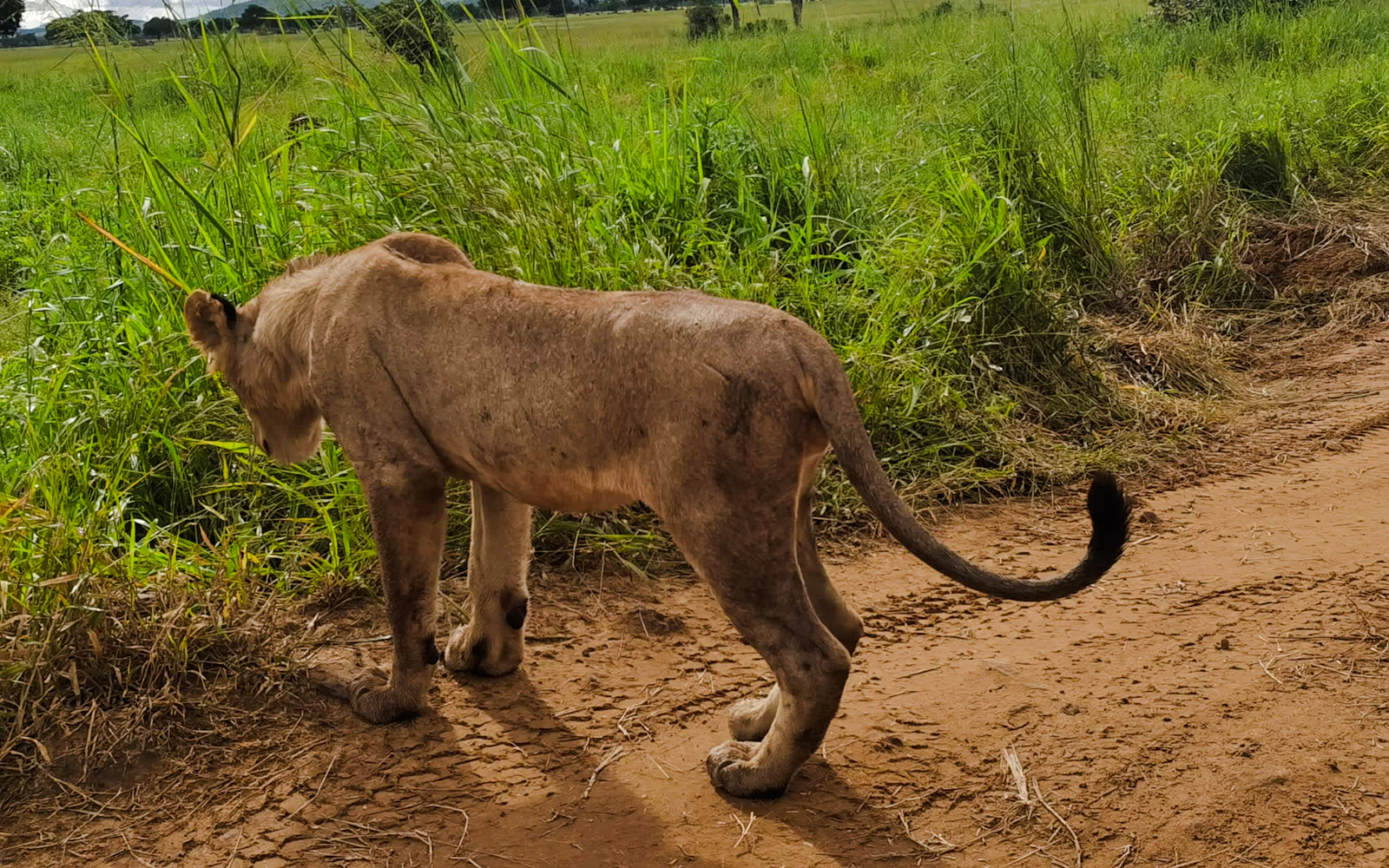 From Zanzibar: 4-Day Mikumi National Park Safari & Udzungwa Waterfall Hike Image 2