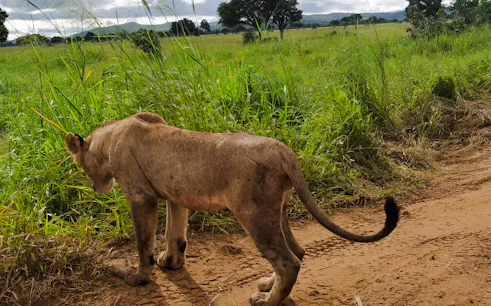da zanzibar: safari di 4 giorni nel parco nazionale di mikumi ed escursione alle cascate di udzungwa-1