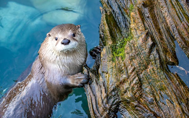 Sea otter swimming near a rock at Seattle Aquarium.